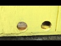 How to build a simple beehive How to build a simple beehive
