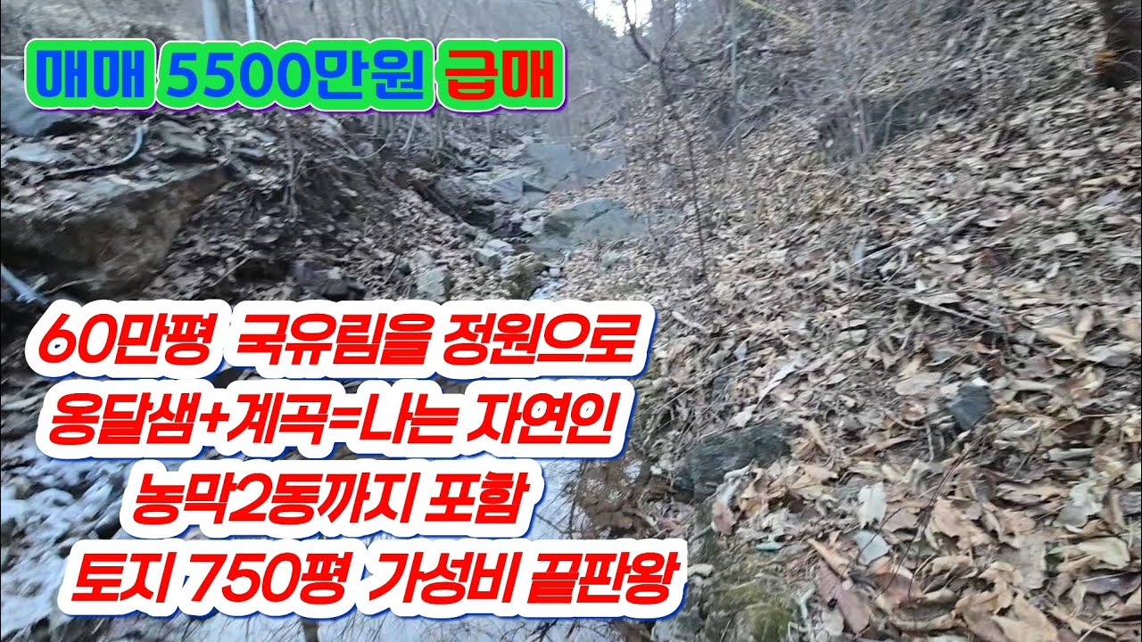 영월 마차토지(251226) 깊은산속 자연인 토지로 차량진인 가능합니다