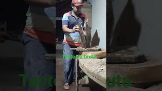 teste funcional da faca de sobrevivência #cutelariabrasileira #faca