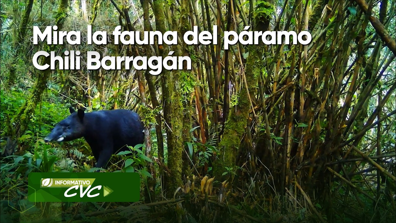 Mira la fauna del páramo Chilli Barragán