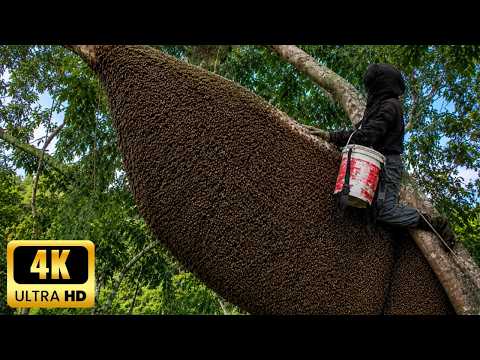 Everyone Turned Back Except This Honey Hunter | Not for the Faint of Heart