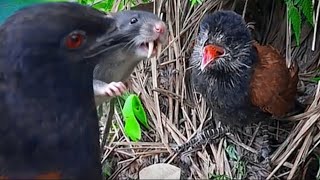 SEMAKIN HARI MAKANAN ANAK BURUNG SEMAKIN ANEH SAJA 