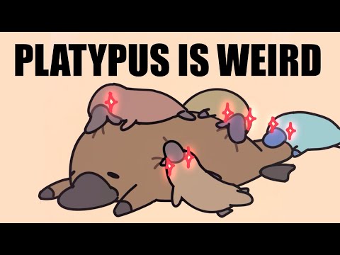 Platypus being weird for 2 minutes straight