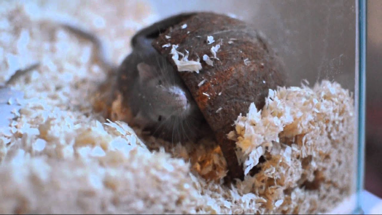 Gerbiilien ensimmäinen päivä kotona