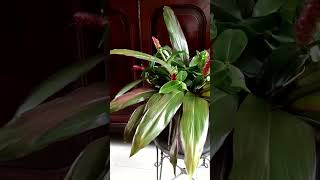 Cut Broadleaf Palm and Red Cane as Indoor Christmas Decor Plants @akyoh