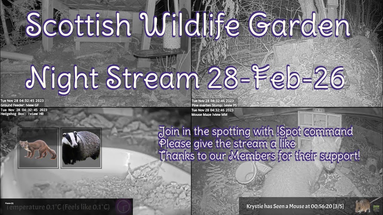 LIVE 🔴 Bird Feeders, Wildlife Cameras Scotland UK from Scottish Wildlife Garden