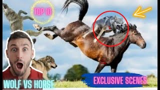 🔥 Wolf vs Horse | Wolves chasing horse | Wolves hunting wild donkey 🔥