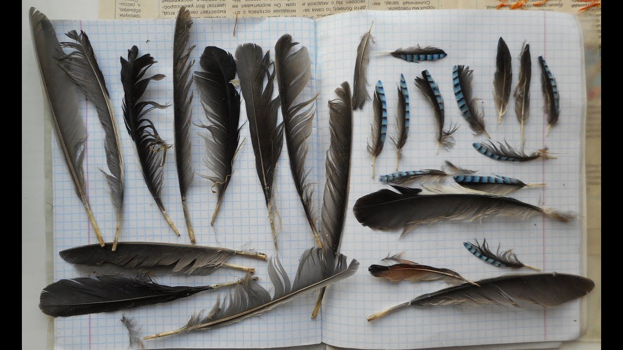 Cydnidae, Ruspolia nitidula, Phyllotreta, Hemipenthes maura, Garrulus glandarius, Jynx torquilla