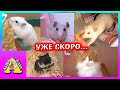 Кто первым просыпается утром? / Хомяки, крысы, кот / Алиса Изи Петс / Alisa Easy Pets