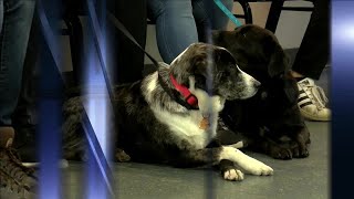 Fort Wayne non-profit hosts free vaccine clinic for cats and dogs