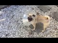＜エリザベスカラー4日目＞もはや体の一部と化したエリカラPug KUROMAME Puppy