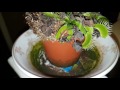 Venus fly trap eats spider slow motion