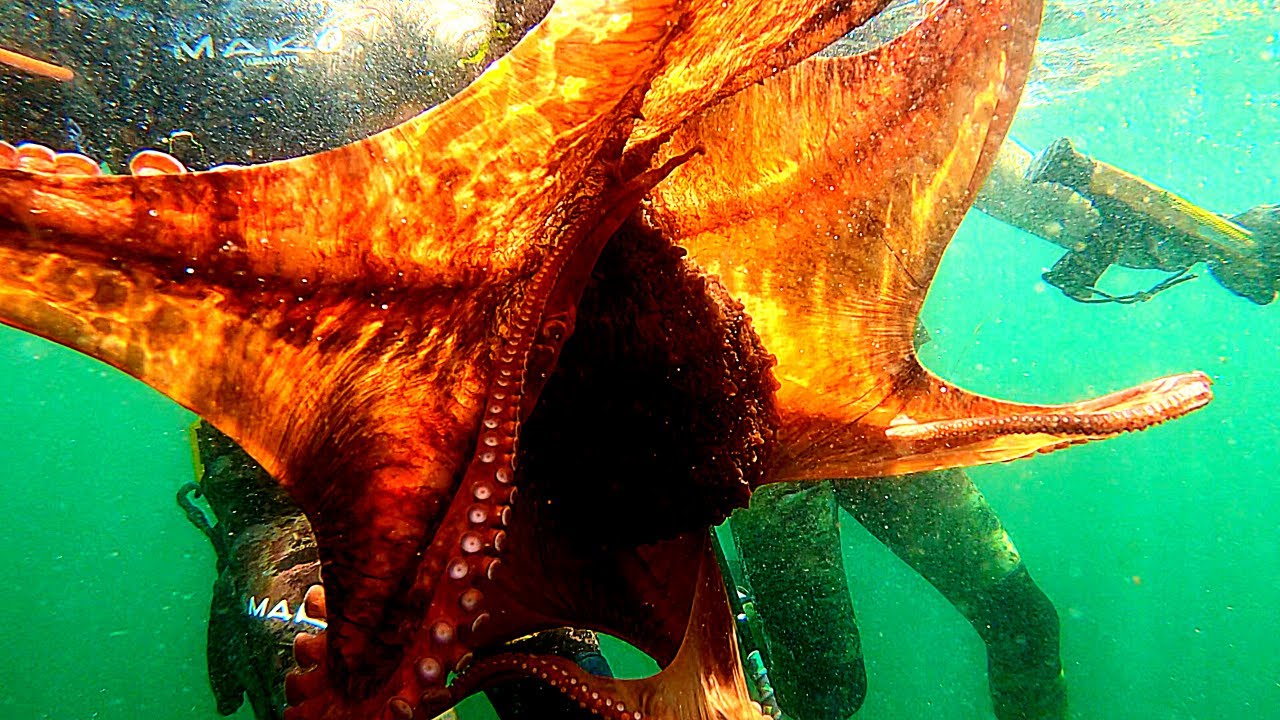 Vancouver Island Freediving Cookout 2020 YouTube