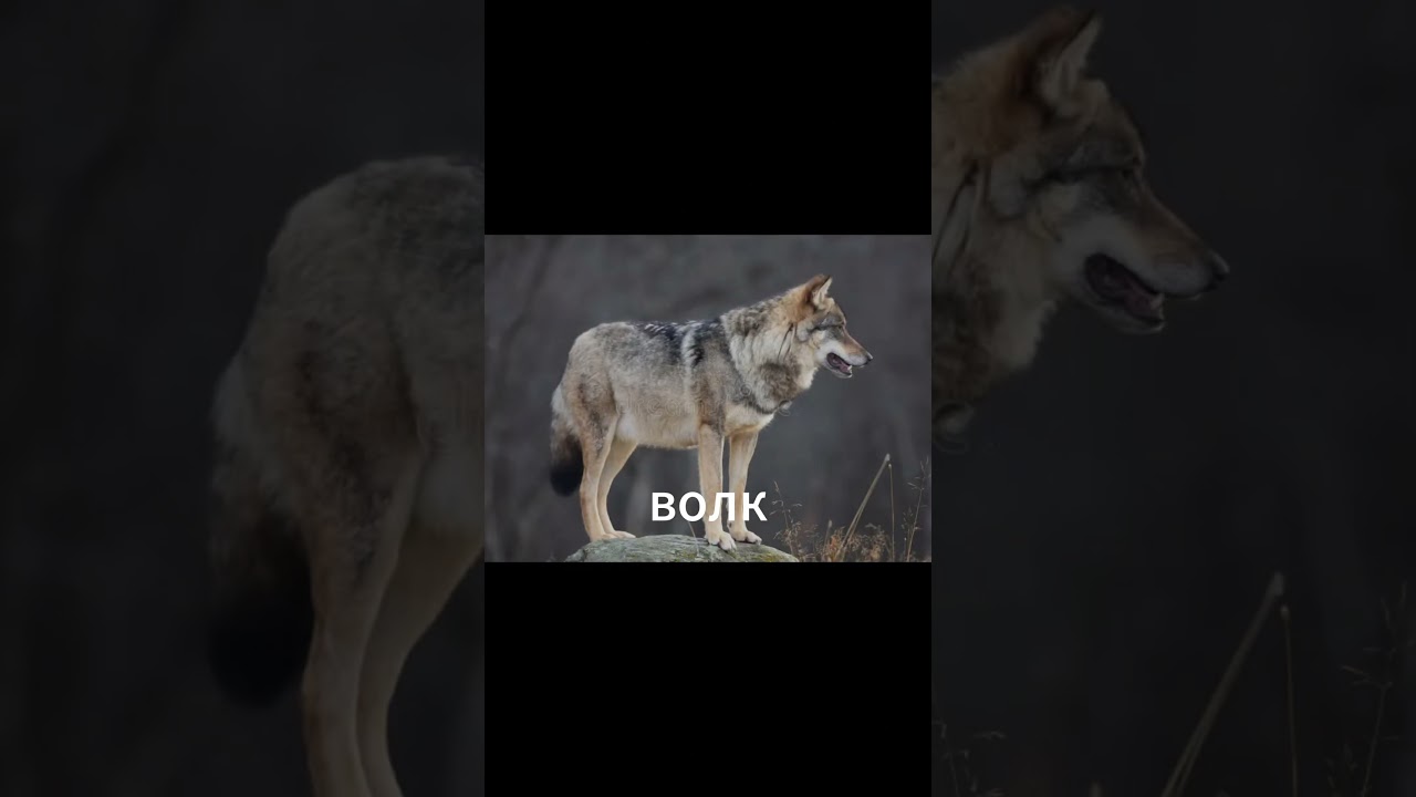 ч.4 | MEMPHIS STREET на русском | будет 10 лайков будет прода 