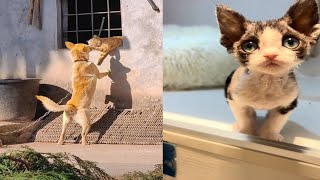 funny cats and dogs compilation videos 🤔🤣-cute kitten meowing memes videos,#cats #animals #ytshorts