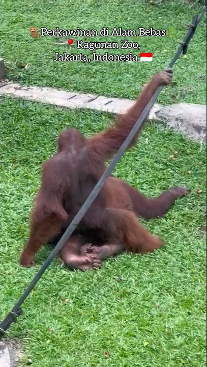 Jarang Ada Perkawinan Orang Utan di Alam Bebas😱 #ragunanzoo #kebunbinatang #animalslover #orangutan