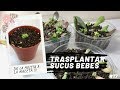 TRASPLANTAR SUCULENTAS BEBES 🌱 | De la hojita con brote a la maceta 💚