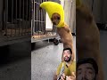 cachorrinho nasceu sem as patas