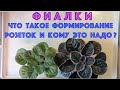 ФИАЛКИ. Новичкам - что такое формирование розеток и кому это надо?