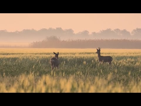 M5 TV – Vadvilág – Zsendülő táblák, hajnali párák – 2023/19. adás – 2023.05.14.