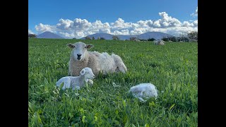 Herbal leys  are they worth it?