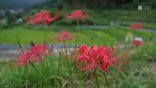 ヒガンバナ咲き始める　奈良県明日香村
