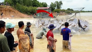Amazing Traditional Khmer Using Cast Nets Fishing - Group Fisherman Catch Fish By Nets