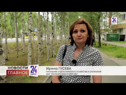 Вырубка и кронирование деревьев - варварство 21 века, или необходимость?