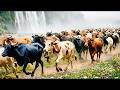 Beautiful cows walk in a line across the waterfall | Cow sounds 🐄 | Cow videos 🐄