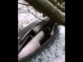 Closeup of fallen tree on my dads car