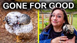 Poultry Mites are a NIGHTMARE. Here's your Ultimate Solution.