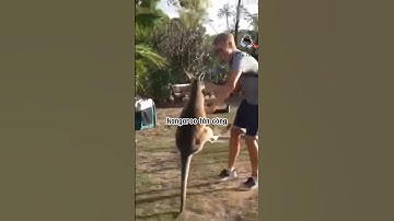 Khi bị kangaroo tấn công-Bạn phải làm sao?