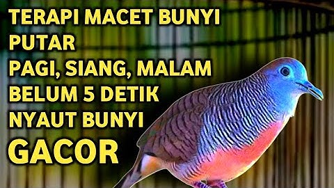 Perkutut Lokal Gacor Suara Super Kristal - Pancingan Malas Bunyi  (99%AMPUH BANGET)