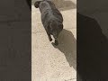 Dog walk in slow mo