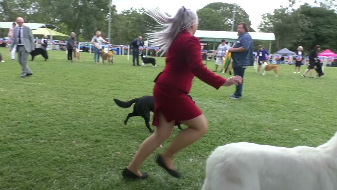 02 May 2021Working dog Club of Qld Champ Show