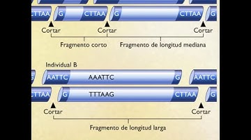 Polimorfismos de longitud de fragmento por enzima de restricción RFLP