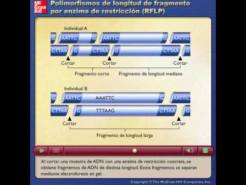 Video: ¿Cómo se usa RFLP en medicina forense?