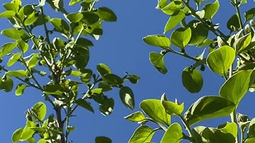 Bí quyết trồng cây hồng mềm cây hồng giòn cây ăn trái say quả mỗi năm và cách giữ trái ngọt và ngon