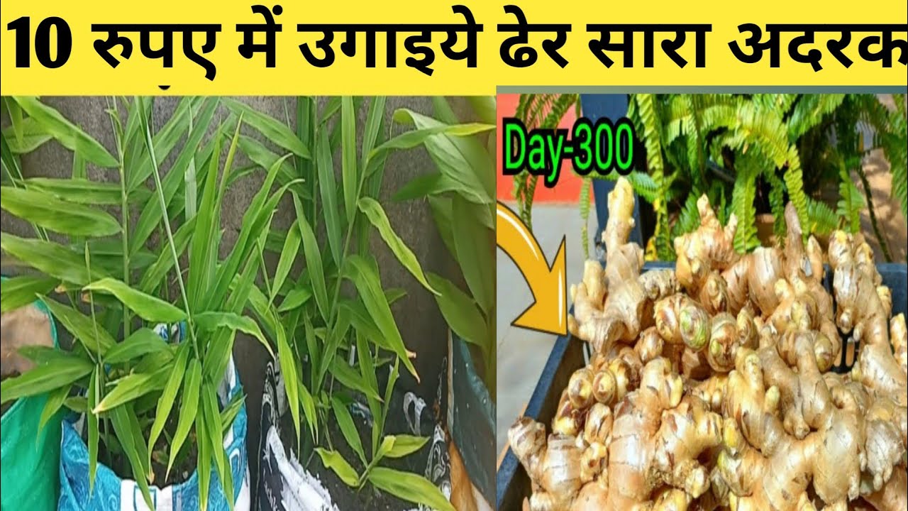 10 रुपए में उगाइये ढेर सारा अदरक ~ Secret To Grow 10 kg Ginger In 1 Container @terracegardening