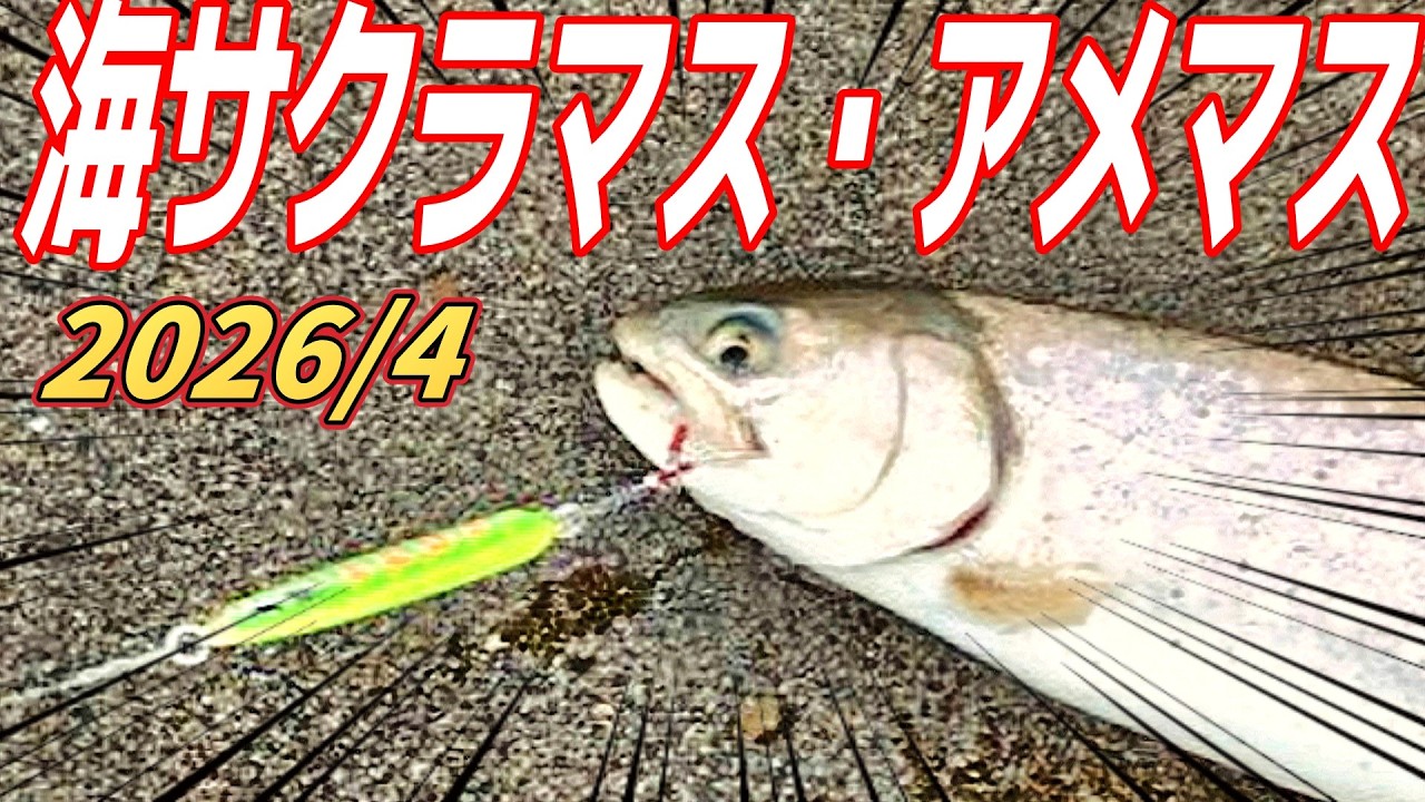 It's started! Let's get some solid catches with shore jigging in