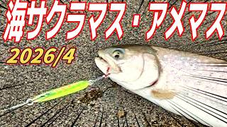 It's started! Let's get some solid catches with shore jigging in