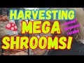 🍄HARVESTING MEGA SHROOMS!💥Gourmet Mushroom Farming! #MushroomFarmer #Mycology #FarmingMushrooms