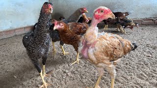 Resultado Da Cruza De Label Rouge Índio Gigante De Ovos Trazidos De Minas Gerais