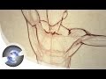 How to Draw the Male Torso from the Front