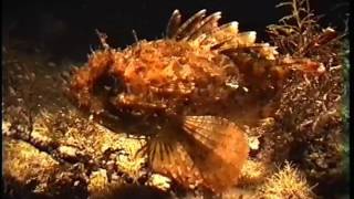 © Нападение скорпены на руку Scorpena porcus   11 ⁄⁄ European black scorpionfish