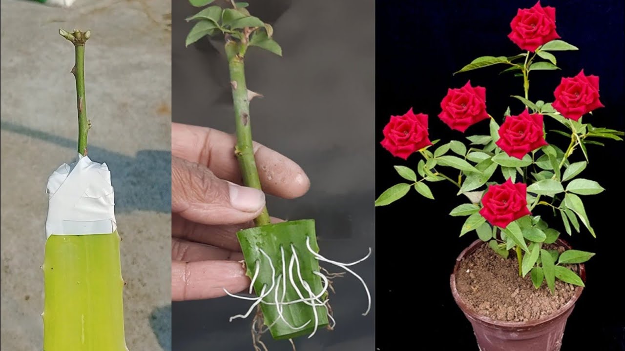 Amazing Way To Growing Rose Plant Cutting In A Aloevera || Roses|| rose ...