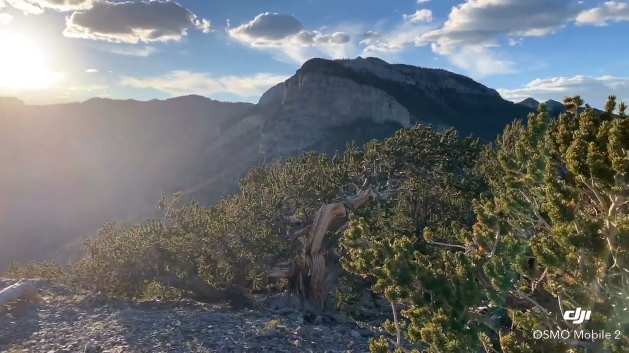 Hiking Las Vegas 10 Best Peak Hikes in Nevada Fletcher Peak 10,319 Feet MSL 6th Highest Southern NV