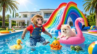 Cute Mono the Monkey Plays with a Small Dog & Duckling in the Magic Pool