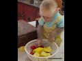 Dad is slicing pumpkin, and the diligent little monkey is helping online