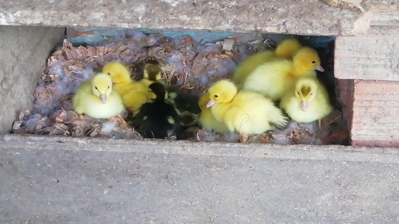 Patitos bebes recién nacidos YouTube